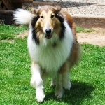 holly