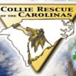 Collies adopted in 2010