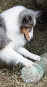 Barn Hunt