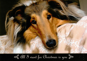 Collie Rescue of the Carolinas Christmas Card 2012