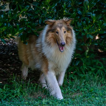rough collie for adoption near me