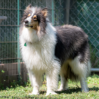 Grey haired Border Collie in Halloween Costume#Asha the border collie