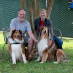 Adoptable Collies « Collie Rescue of the Carolinas
